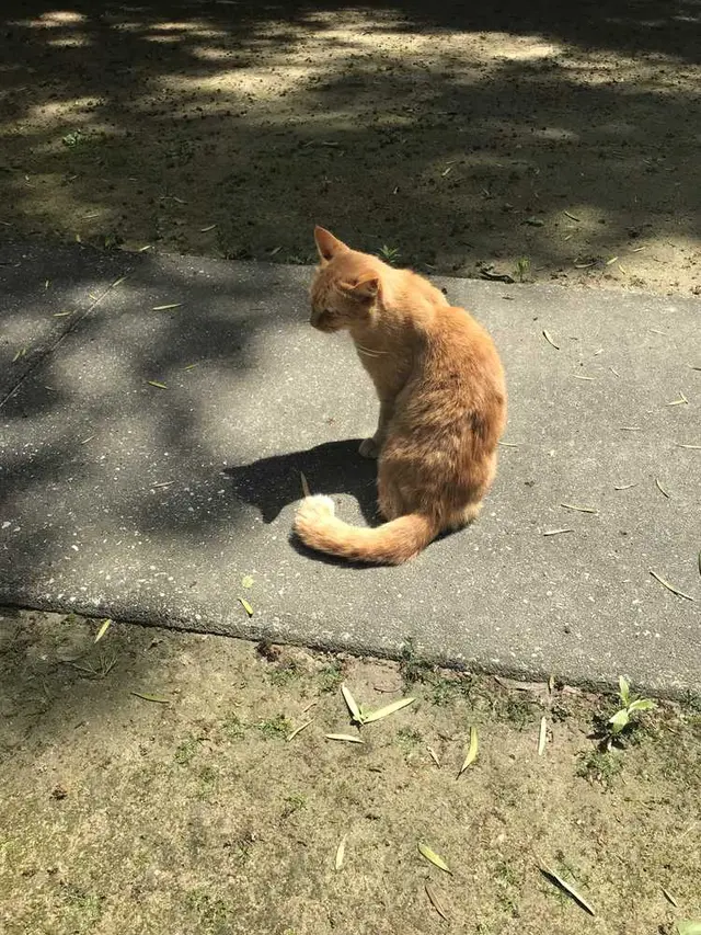 木の葉モール橋本