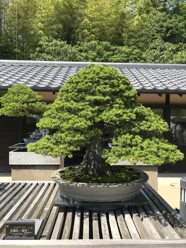 国営昭和記念公園