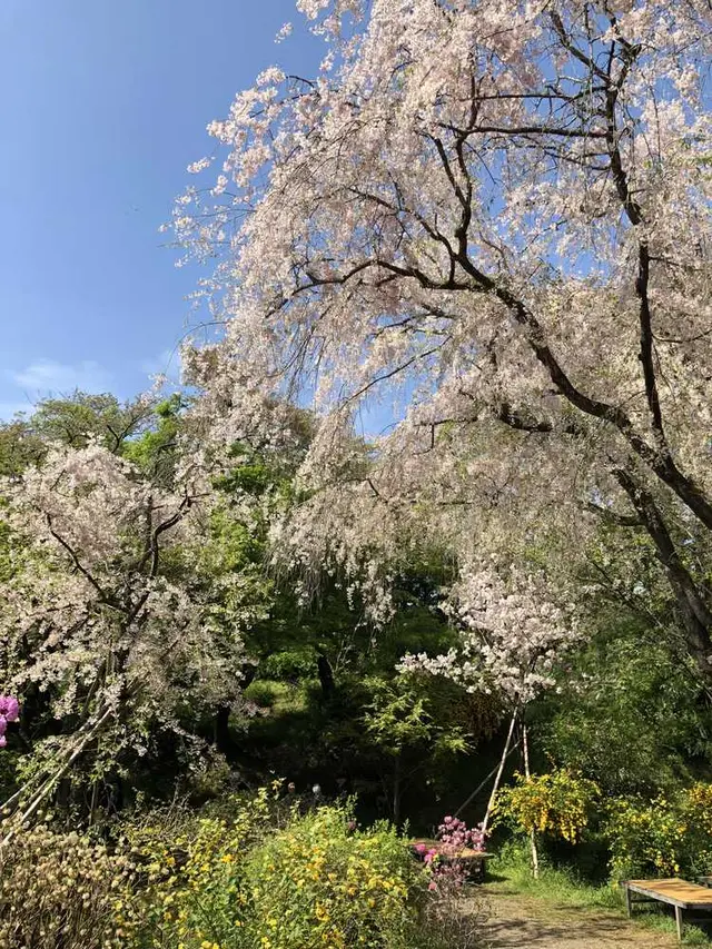 原谷苑