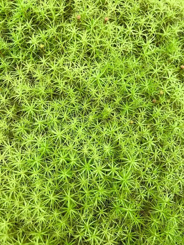 瑠璃光院