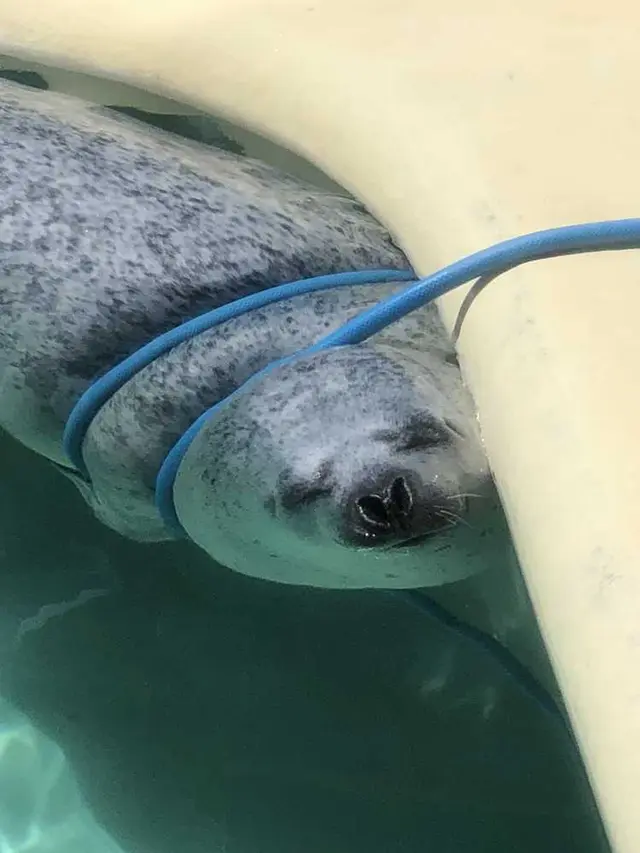 魚津水族博物館