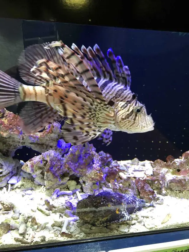 魚津水族博物館