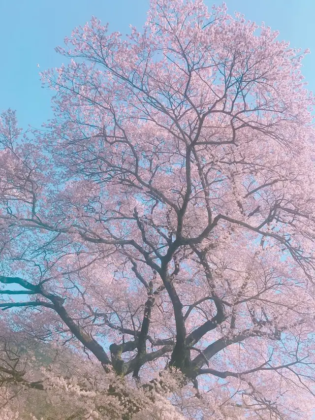 牛代の水目桜