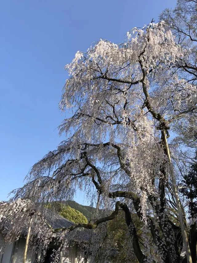 醍醐寺