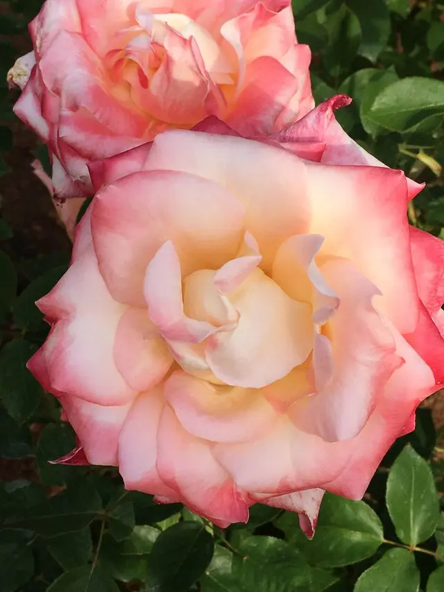 花フェスタ記念公園