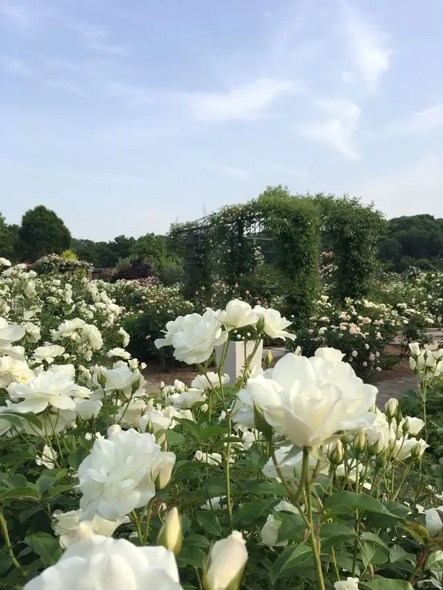 花フェスタ記念公園