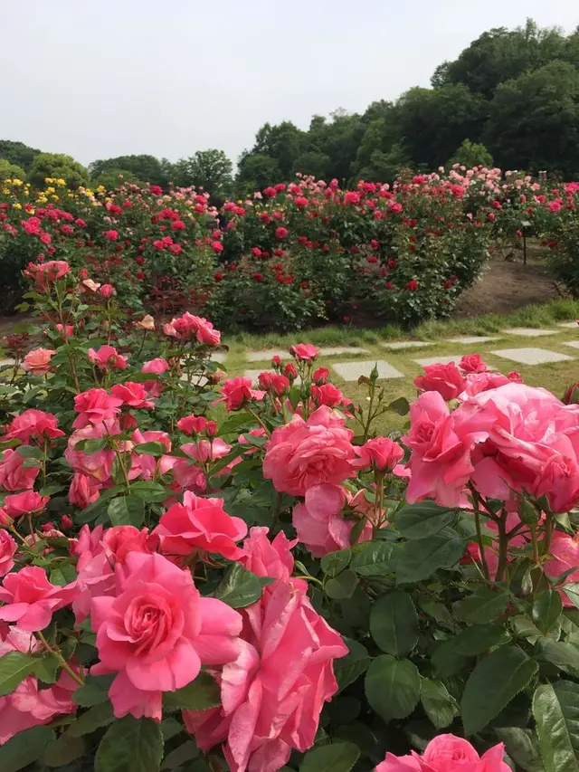 花フェスタ記念公園