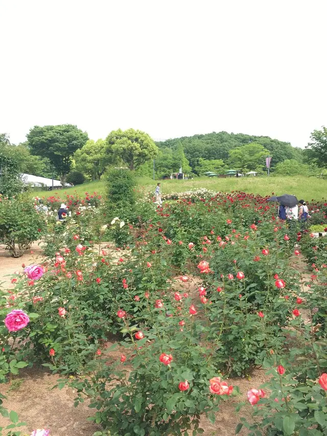 花フェスタ記念公園