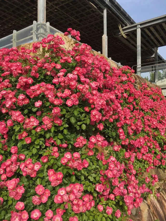 花フェスタ記念公園