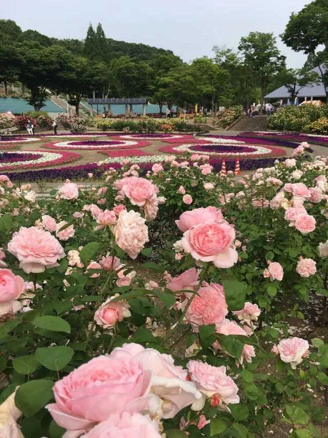 花フェスタ記念公園