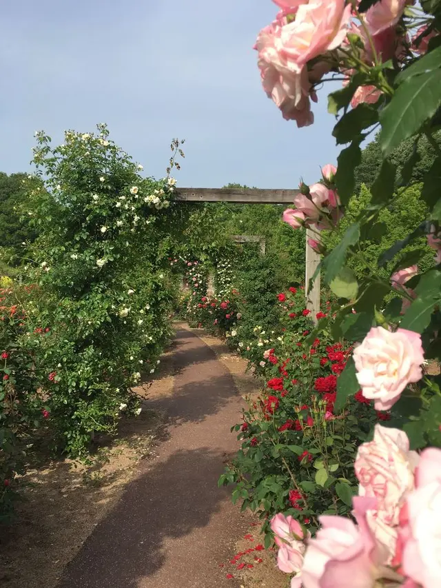 花フェスタ記念公園