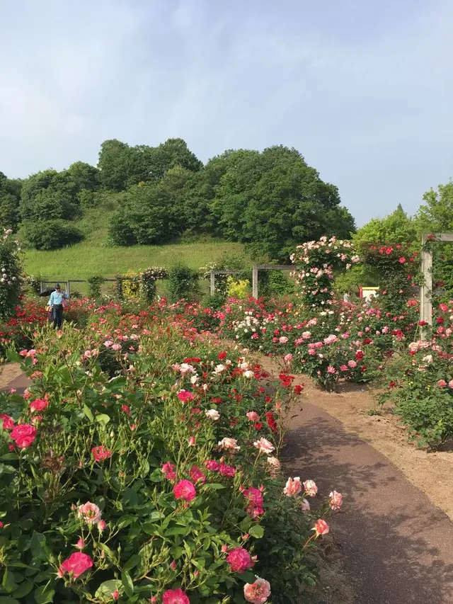 花フェスタ記念公園