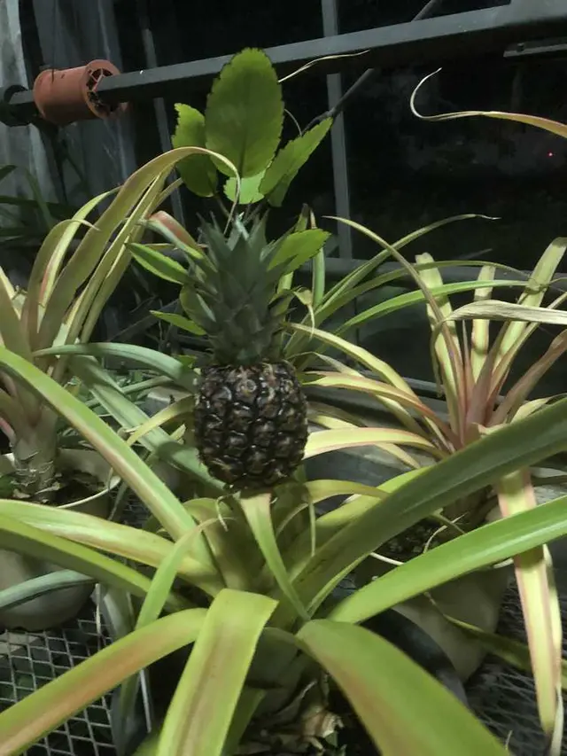 都市緑化植物園