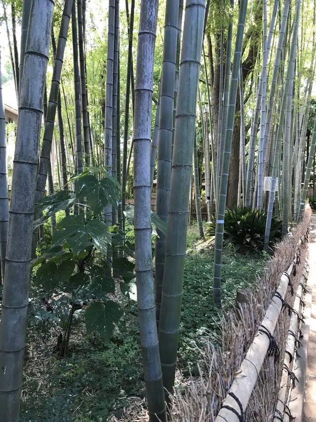 洗足池