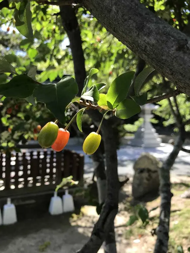 宗像大社