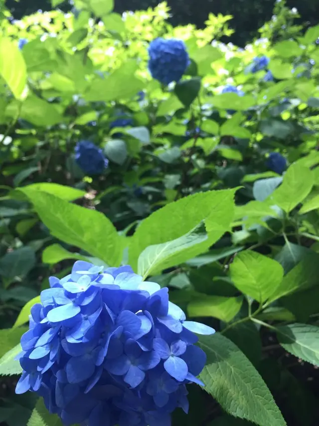 六義園