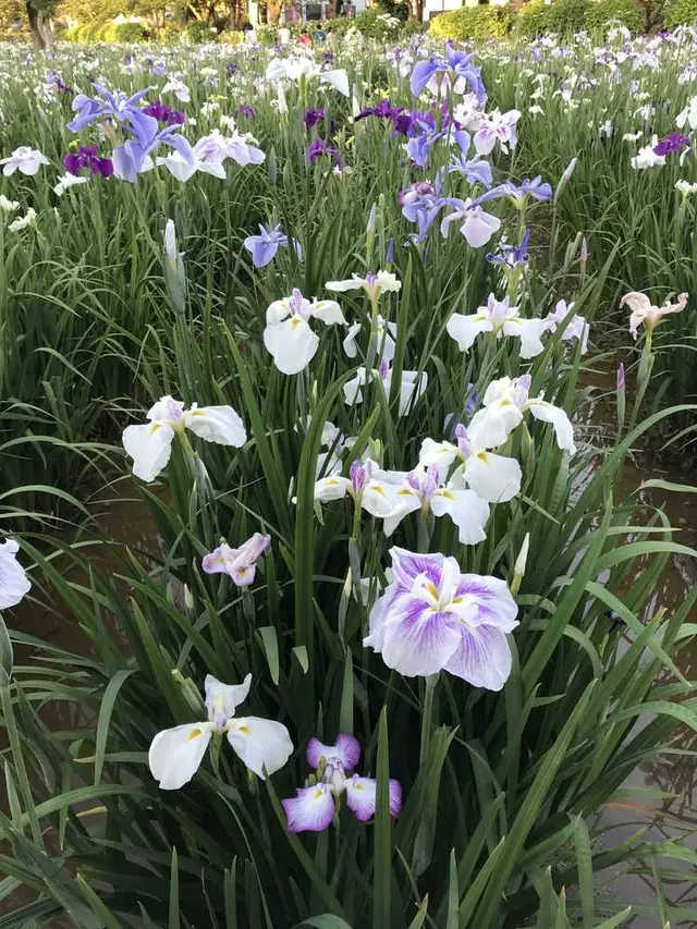 水郷潮来あやめ園