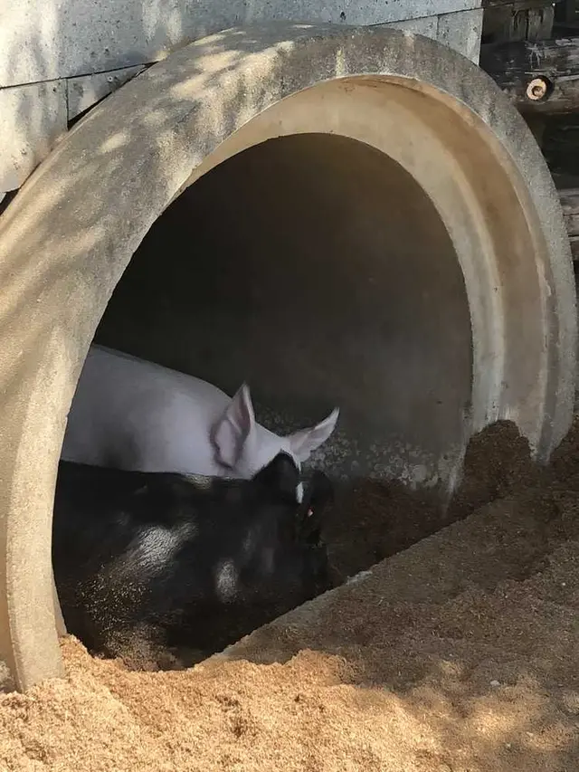 サイボク園内（旧：埼玉種畜牧場）