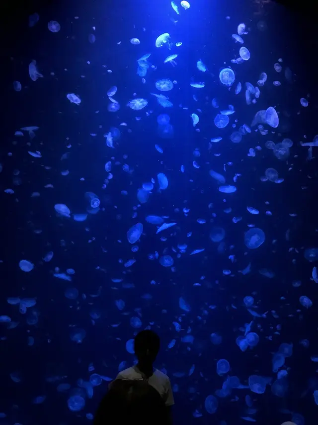 鶴岡市立加茂水族館（クラゲドリーム館）
