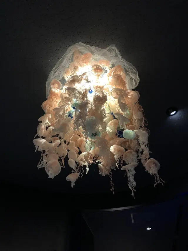 鶴岡市立加茂水族館（クラゲドリーム館）