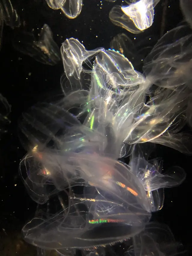 鶴岡市立加茂水族館（クラゲドリーム館）