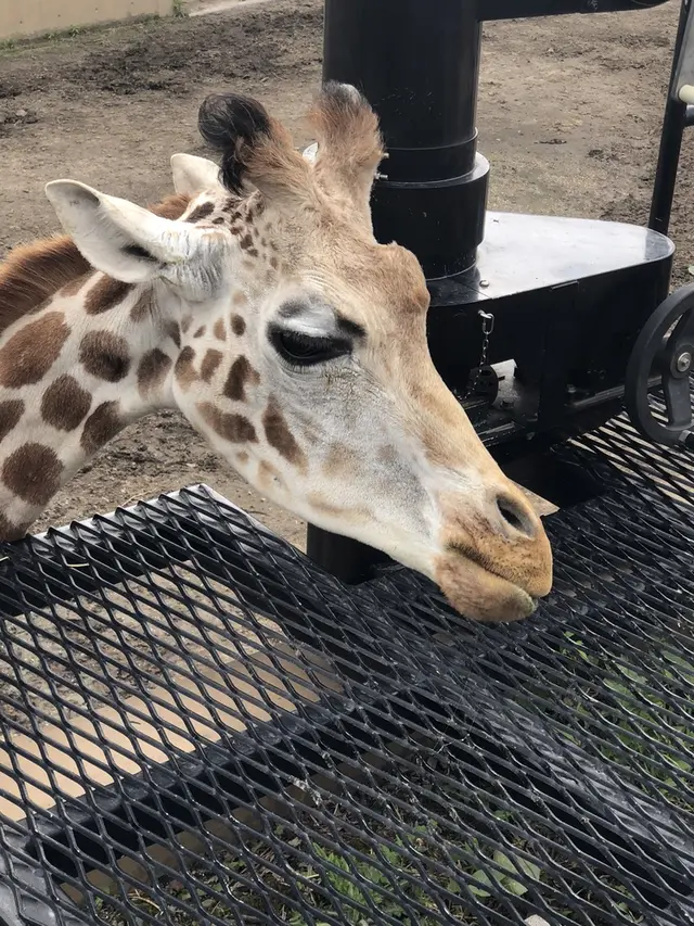 旭川市 旭山動物園