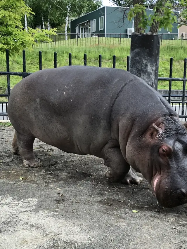 旭川市 旭山動物園