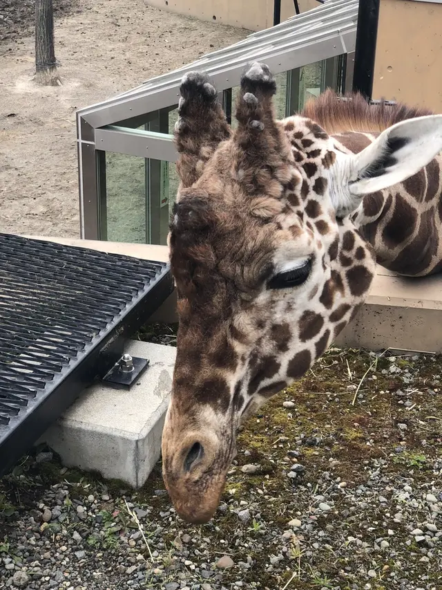 旭川市 旭山動物園