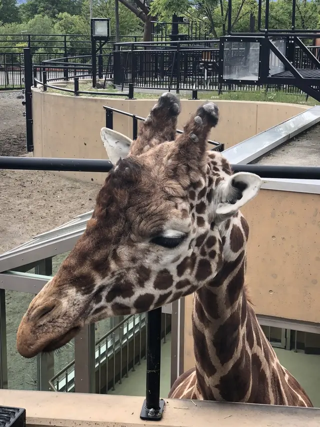 旭川市 旭山動物園