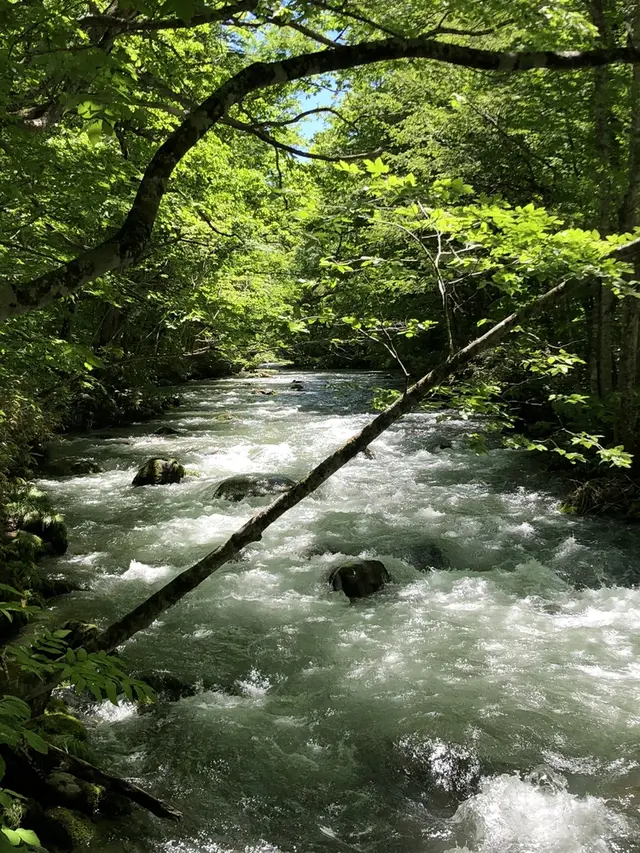 奥入瀬渓流　　
