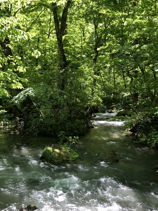 奥入瀬渓流　　