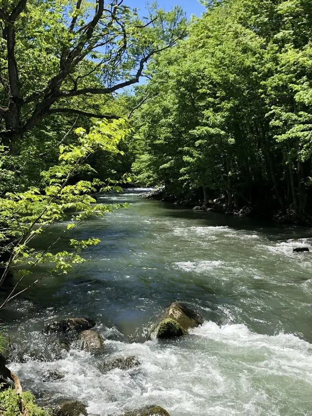 奥入瀬渓流　　