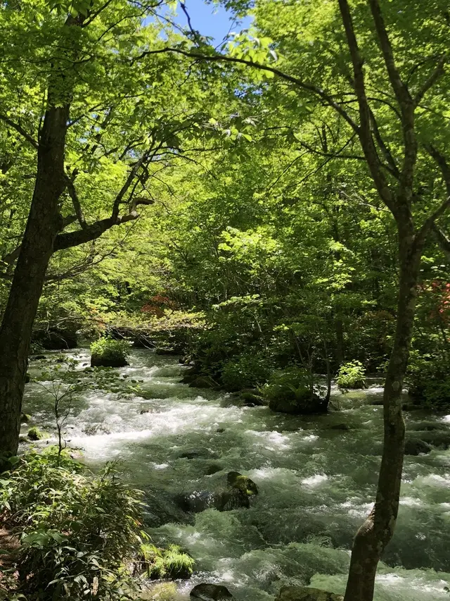 奥入瀬渓流　　