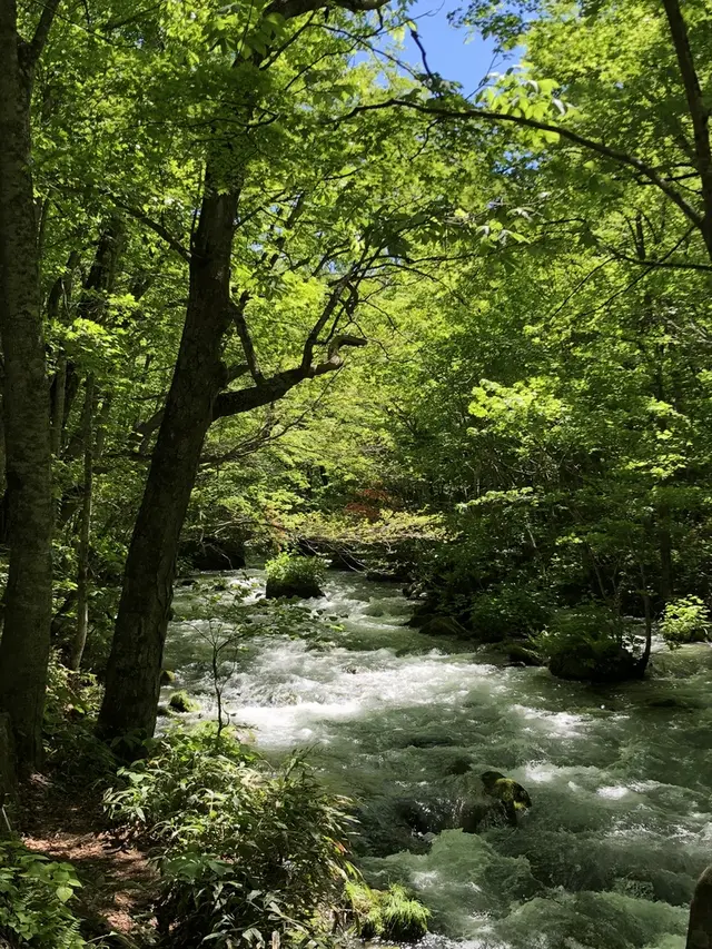 奥入瀬渓流　　