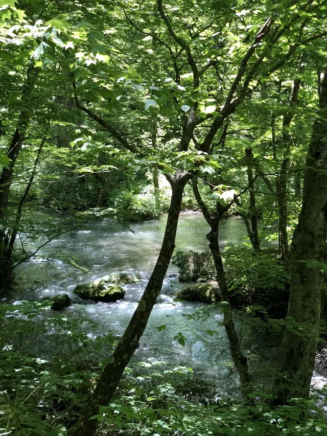 奥入瀬渓流　　