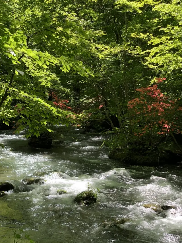 奥入瀬渓流　　