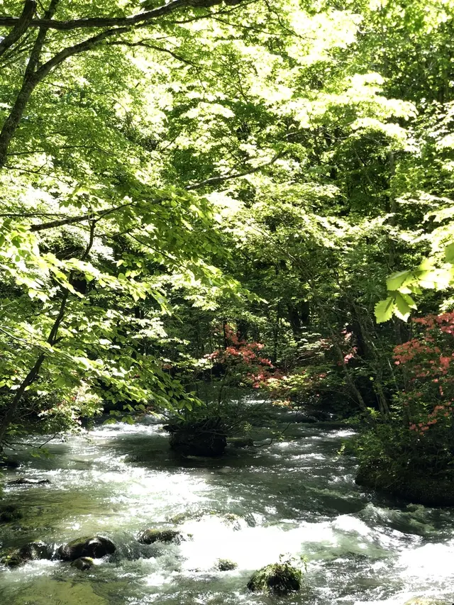 奥入瀬渓流　　