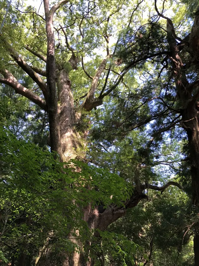 熊野古道大門坂
