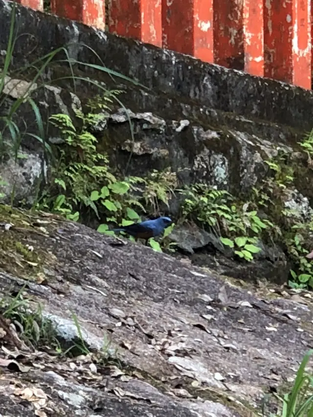 神倉神社
