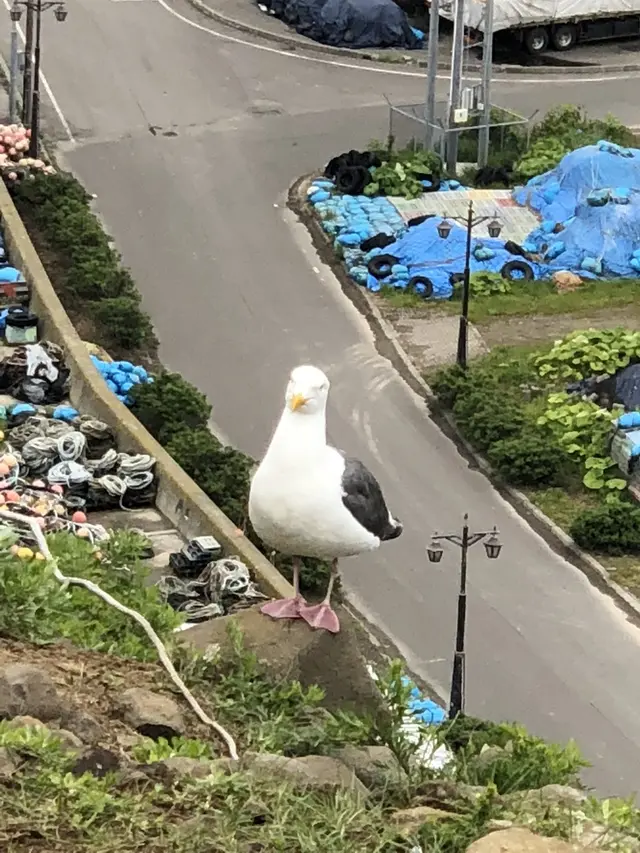 オロンコ岩