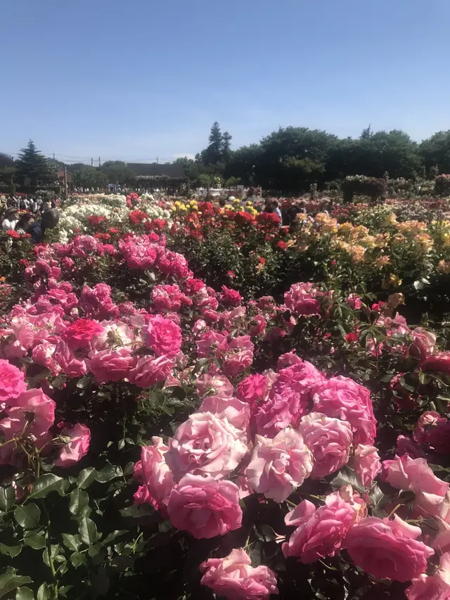 京成バラ園
