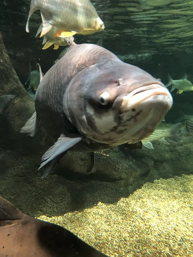 アクア・トトぎふ
