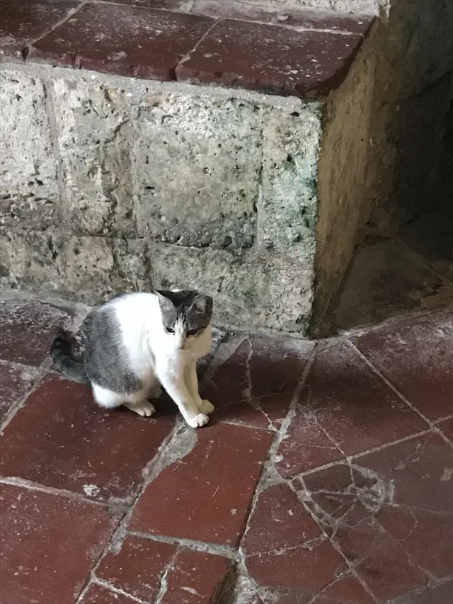 フィリピン ボホール島
