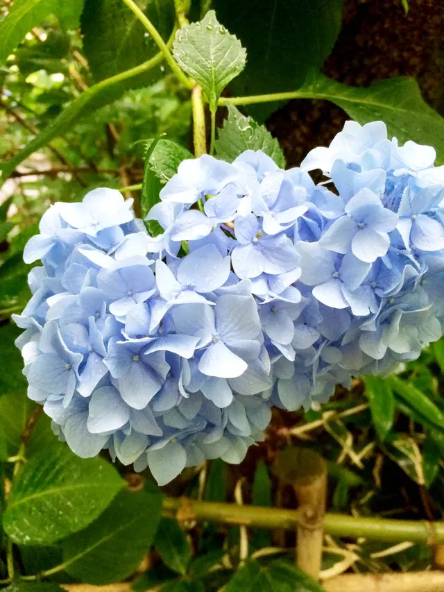 明月院（あじさい寺）