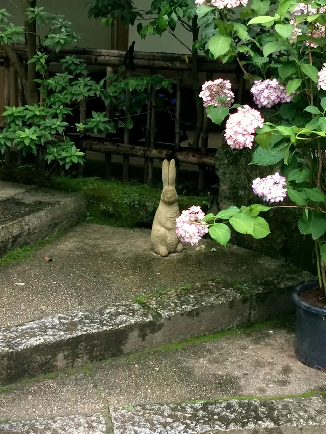 明月院（あじさい寺）