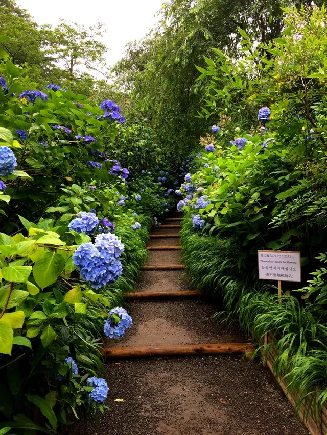 明月院（あじさい寺）