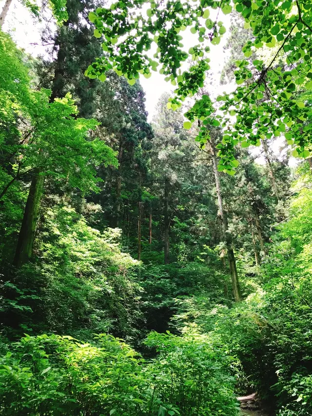 高尾山