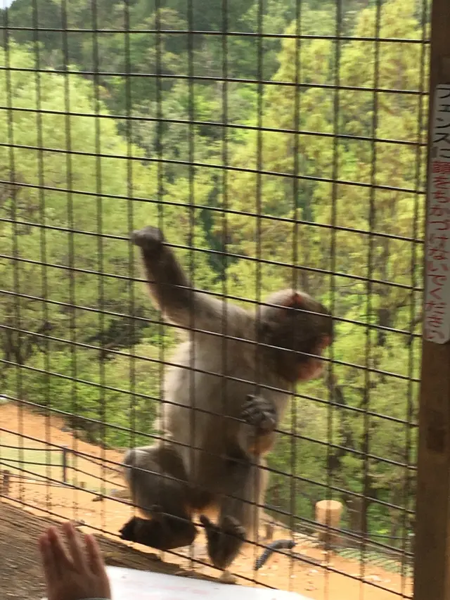 嵐山モンキーパークいわたやま