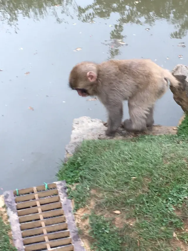 嵐山モンキーパークいわたやま