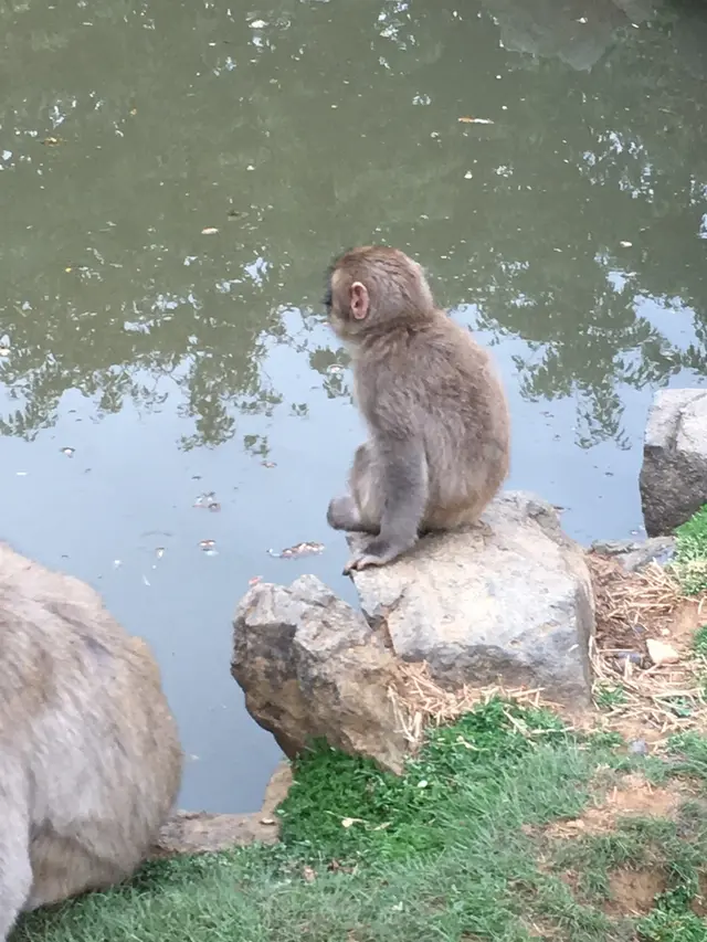 嵐山モンキーパークいわたやま